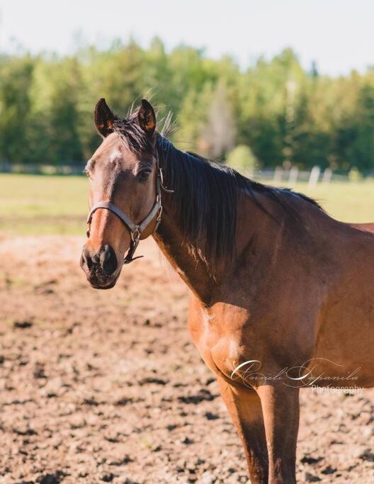 Farmhouse Guest Suite, Pool, Hot Tub, Horses Midhurst 外观 照片